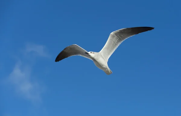 Gaivota no céu azul — Fotografia de Stock