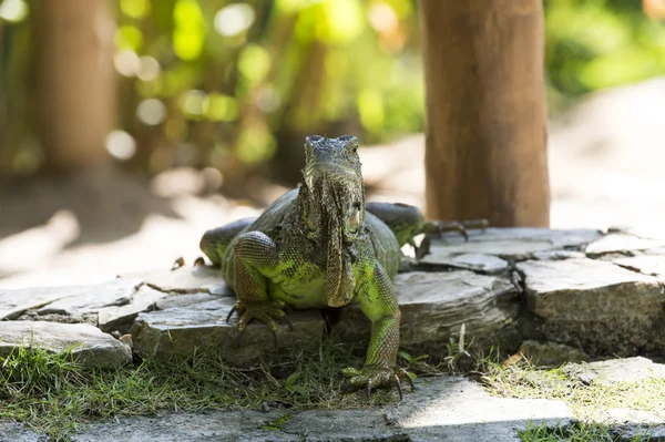 Magnifique iguane vert — Photo