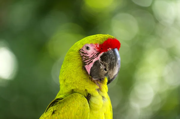 Papagaio verde ao ar livre — Fotografia de Stock