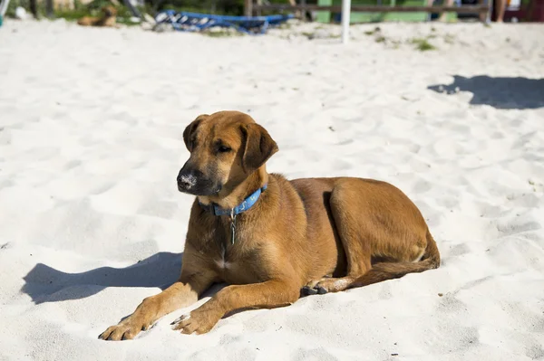 Perro marrón sobre arena — Foto de Stock