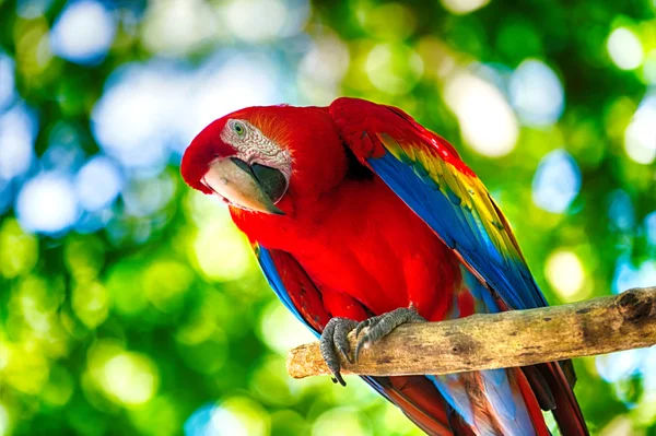 Κόκκινο παπαγάλος ara εξωτερική — Φωτογραφία Αρχείου
