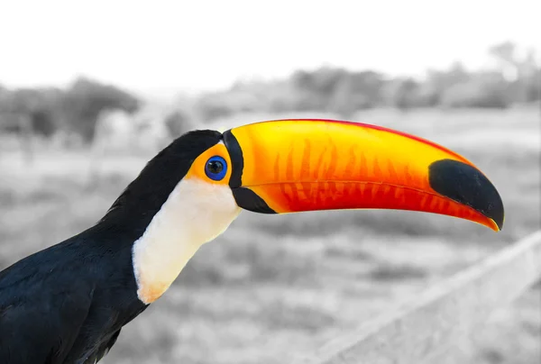Pássaro tucano engraçado — Fotografia de Stock