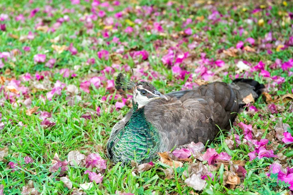 緑の草の上の孔雀 — ストック写真