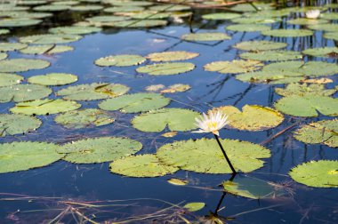 Su zambağı arkaplanı
