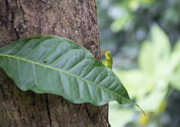 Lagarto atrás da folha — Fotografia de Stock