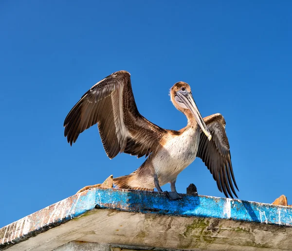 Pelikan na tle błękitnego nieba — Zdjęcie stockowe
