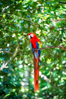 Güzel, sevimli, kırmızı tüylü, komik bir papağan.