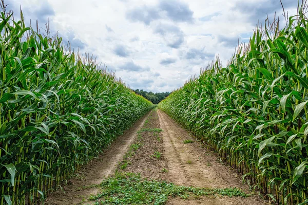 Zemědělské pole, na kterém roste zelená kukuřice — Stock fotografie