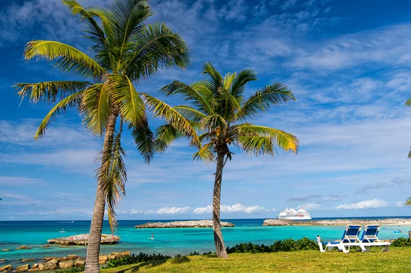 Зеленая пальма на солнечном пляже — стоковое фото