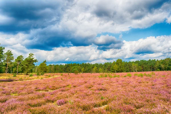 Heide mit blühendem Heidekraut, natürlicher Hintergrund — Stockfoto
