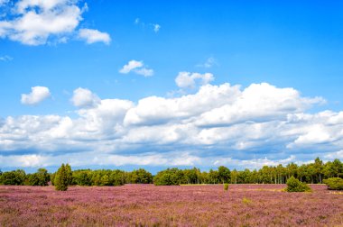 Çiçek açan fundaları, doğal arka planı olan Heathland.
