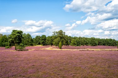 Çiçek açan fundaları, doğal arka planı olan Heathland.