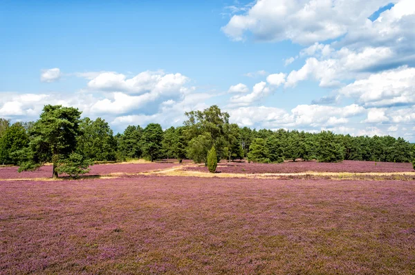 Heide met bloeiende heide, natuurlijke achtergrond — Stockfoto