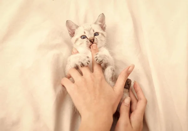 Magasin de Vétérans. Petit chaton mignon se détendre. Mon petit chat. Chaton blanc mignon. Tendre et charmant. Chaton blanc jouant avec des mains féminines. Concept animal de compagnie. Partager l'amour. Confortable maison. Joue avec Kitty. Soins et amour — Photo