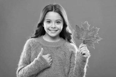 Akçaağaç şurubu genellikle krep, waffle, yulaf ezmesi veya yulaf lapası için sos olarak kullanılır. Pişirme ve tatlandırmada kullanılıyor. Akçaağaç şurubu. Küçük çocuk akçaağaç yaprağı tut. Akçaağaç yaprağıyla gülümseyen küçük kız