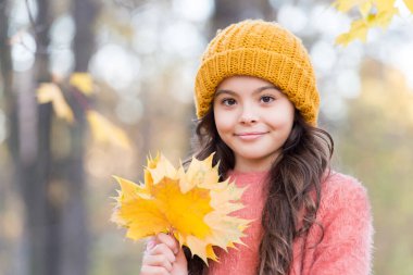 Şık örgü şapkalı ve kalın kazaklı sonbahar kızı, sonbahar mevsiminin simgesi olarak sarı akçaağaç yapraklarıyla ormanda günün tadını çıkar.