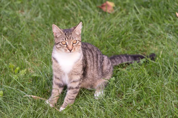 Haustier Katze entspannt draußen sitzen mit neugierigen Blicken auf grünem Gras, Tierleben — Stockfoto