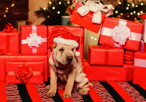 Goods for animals. Love and care. Wish list. Small shar pei puppy. Puppy santa claus. Little dog gift boxes background. Dog year. Veterinary concept. Vet shop. Adorable puppy xmas gift — Stock Photo, Image