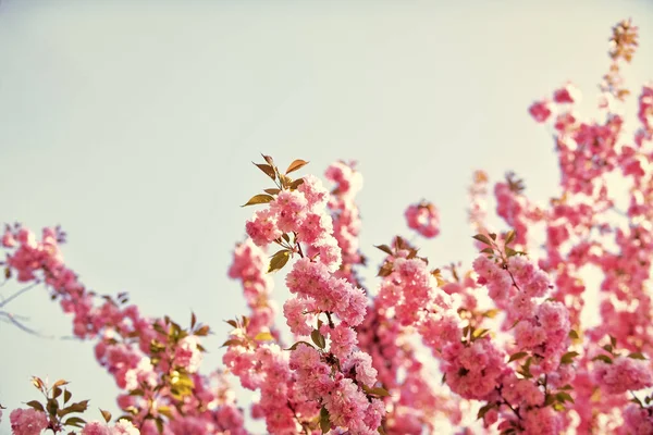 Güzel sakura dalları. Tazelik kavramı. Sakura çiçekleri. Sakura çiçekleri gökyüzü arka planı. Çiçek arkaplanı. Bahçıvanlık. Botanik bahçesi konsepti. Yumuşak bir çiçek. Aroma ve parfüm. Bahar mevsimi — Stok fotoğraf