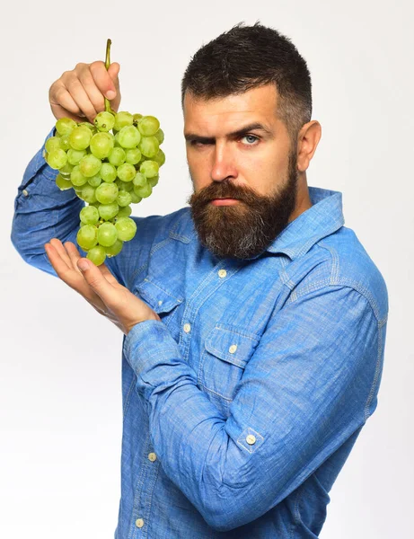 Vinodlare med allvarligt ansikte håller kluster av druvor. — Stockfoto