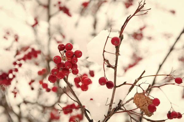 Noel Rowan böğürtlen dalı. Hawthorn böğürtlenleri. Karda Rowanberry dalı. Kış meyvesi Karda kırmızı kül böğürtlen. Kış dönemi. Buzlu kırmızı böğürtlen. Kızıl Rowan kıpkırmızı — Stok fotoğraf