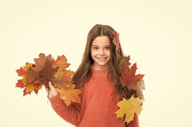 Bayıldım. Sıcak giysi modası. Küçük mutlu çocuk beyazda izole edilmiş. Akçaağaç yaprağı olan kız. Sonbahar kazaklı gülen kız. Hava tahmini. Sonbahar doğasında düşen yapraklar güzellik. Okul sezonu