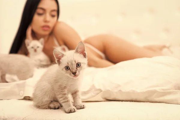 Cat and lady. Playful pet. Woman perfect body and cat. Sexy model play adorable kitten selective focus. Play with kitty. Gorgeous attractive girl relax with cute kittens. Playing with cat in bed