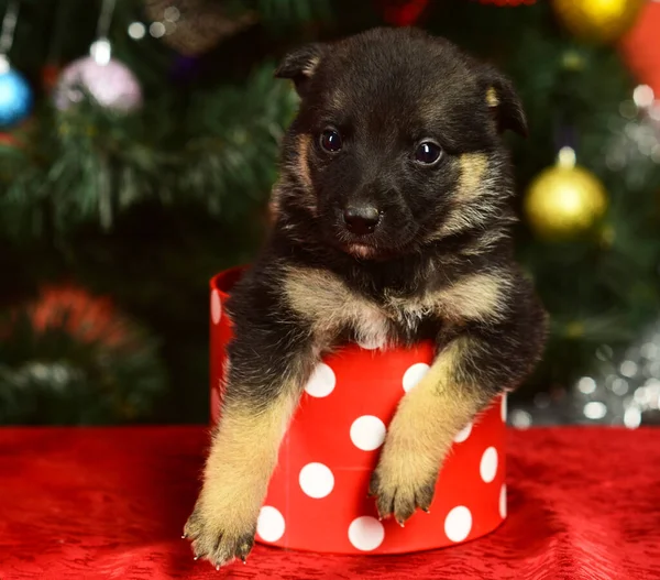 Doggy kijkt uit kleine gevlekte kerstdoos op rood — Stockfoto