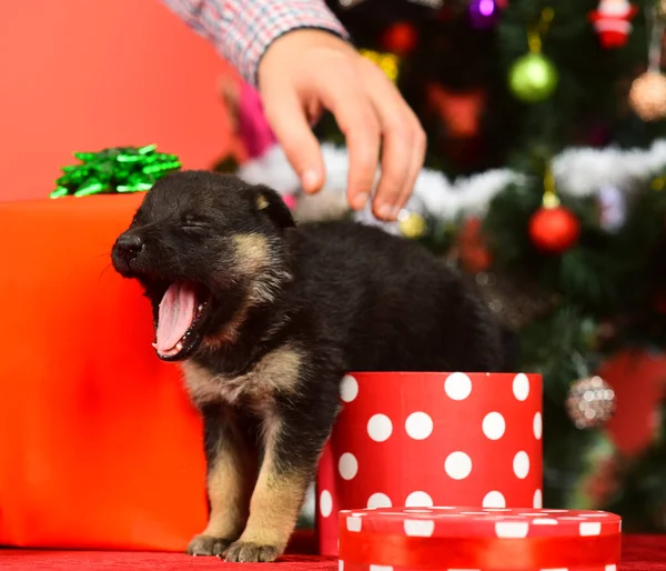 Doggy looks out of spotted Christmas box and yawns — Stock Photo, Image