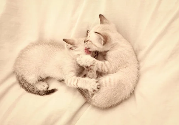 stock image Lovely white kitten playing with each other. Cute little kittens relax on white blanket. Small cat. love and friendship. cute white kitten, british longhair. idea of tenderness and childhood.