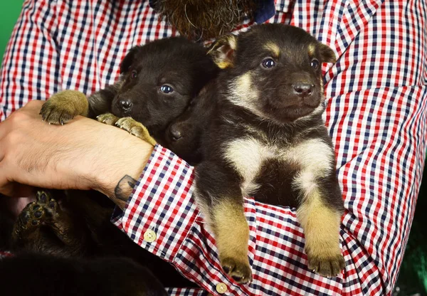 Pet as perfect present. Puppies in male hands