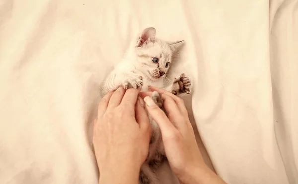 Lindo gatito en manos de mujer. chica está jugando con las manos con buen gatito. gatito mullido blanco en la cama. cuidar de gatito pequeño. amistad entre humano y mascota. Sólo diviértete. feliz gato encantador — Foto de Stock