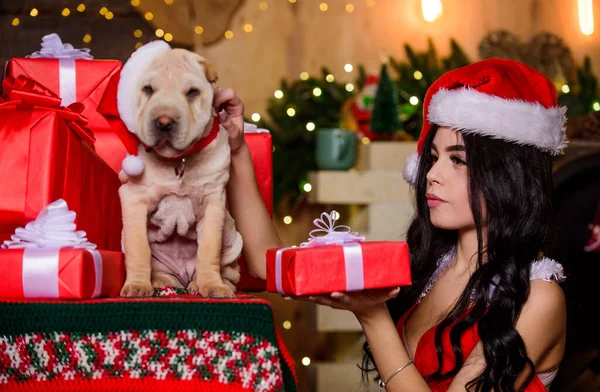 Animals rights. Little cutie. Puppy dog. Happy new year. Merry christmas. Attractive woman lovely pet. Dogs friendly concept. Sexy woman in santa hat hug puppy. Sensual girl in erotic lingerie — Stock Photo, Image