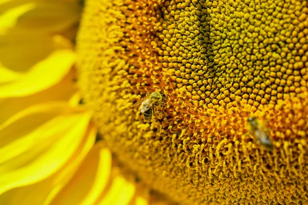 Cosecha de verano y concepto de agricultura. girasol con abeja. primer plano de la flor amarilla. hermoso girasol. verano belleza de la naturaleza. abeja hacer miel — Foto de Stock