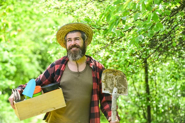 Man bearded hipster collecting harvest. Ranch man. Organic farm. Garden care. Mature farmer planting plants. Planting season. Gardener hold box with gardening tool. Gardening advice. Gardening tips