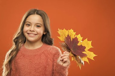 Yaprak topluyorum. Yapraklarla oynayan sevimli, mutlu bir çocuk. Doğal hazineler. Renk pigmenti. Doğadaki değişiklikler. Akçaağaç yapraklı mutlu küçük kız. Küçük çocuk sonbahar yapraklarını tutuyor. Botanik kavramı