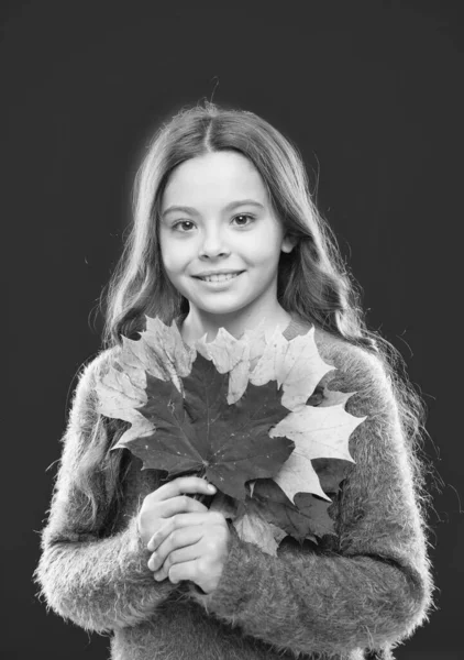 Senti la bellezza della natura. moda autunno bambino. Il tempo cambia. felice bambina con foglia d'acero. A scuola. felicità infantile. stagione autunnale. grappolo foglie cadute. Ragazza in maglione. Modo autunnale — Foto Stock