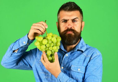 Ciddi yüzlü şarap üreticisi üzüm kümesi tutuyor..