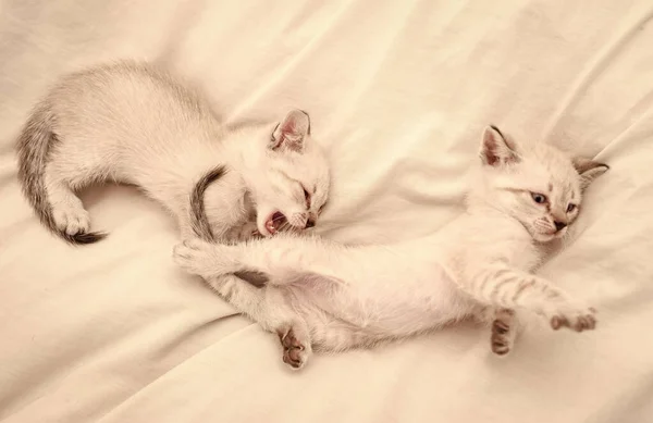 Χαριτωμένα γατάκια χαλαρώνουν με λευκή κουβέρτα. Μικρή γάτα. αγάπη και φιλία. Χαριτωμένο λευκό γατάκι, βρετανικό μακρύ μαλλί. ιδέα της τρυφερότητας και της παιδικής ηλικίας. Υπέροχο λευκό γατάκι παίζει μεταξύ τους — Φωτογραφία Αρχείου