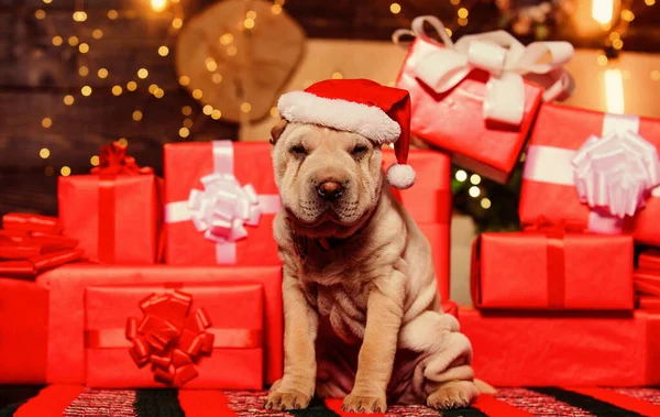 Kleine schattige shar pei puppy. puppy met kerstmuts. kleine hond bij rood kistje. Gelukkig nieuwjaar. Vrolijk kerstfeest. perfect kerstcadeau. Het beste cadeau ooit. hondenjaar. heerlijk huisdier — Stockfoto