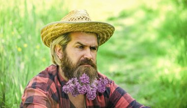 Sakallı, sakallı, yeşil çimenli, leylak sakallı bir adam. Çevre dostu yaşam tarzı konsepti. Sakallı, mutlu yüzlü taşralı adam ekolojik çevrede hayatın tadını çıkarıyor. Leylak çiçekli hippi mutlu görünüyor.