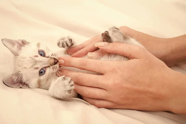 Witte maine coon poesje. pluizig kitten liggend op bed. Kattenliefde Door de handgreep bij de hand. liefde voor dieren. Zorg goed voor haar kleine poesje. vertrouwen en steun. vriendschap tussen mens en huisdier — Stockfoto