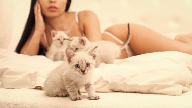 Şehvetli ve hassas. cinsel ön sevişme. Samimi bakım merkezi. Lüks evdeki en iyi arkadaş. Kedi sever. Kadın moda iç çamaşırları. Sabahları saflık. Küçük kedi yavrusu yatakta seksi bir kızla. seçici odak