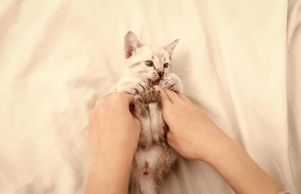 Gato adorável feliz. Gatinho bonito em mãos de mulher. menina está brincando com as mãos com bom gatinho. gatinho fofo branco na cama. cuidar de gatinho pequeno. amizade entre humano e animal de estimação. Diverte-te — Fotografia de Stock