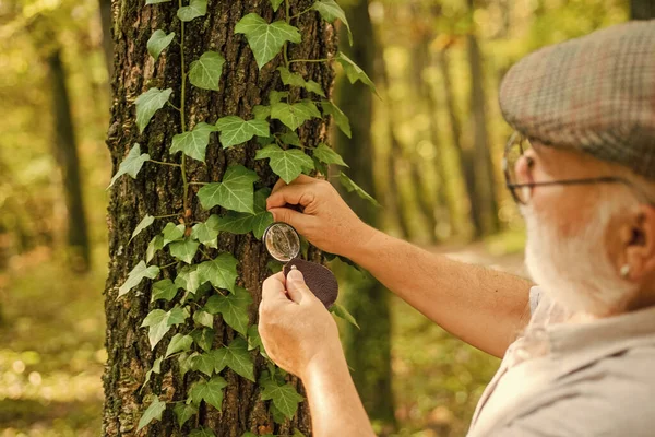 De volta à natureza. Homem idoso examina folhas de árvores com lupa. Velho na floresta explorando a natureza. Observação da natureza é relaxamento. Salve árvores, salve a natureza. Dia do ambiente — Fotografia de Stock