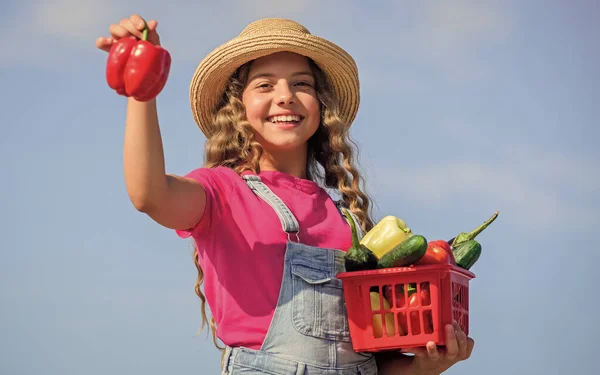 Ekin hasadı. Hasat mevsimi. Çocuk arka planda hasat taşır. Organik yiyecekler. Çiftlikte güneşli bir gün. Sepetteki sebzeler. Kız sevimli çocuk çiftçiliği. Ev yapımı sebzeler. Doğal vitamin besin — Stok fotoğraf