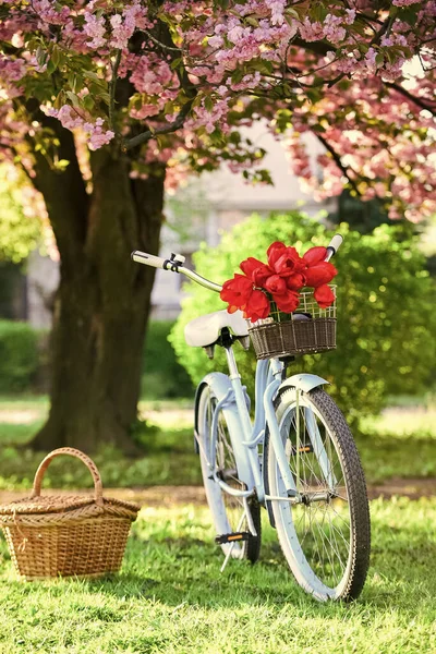 A kerékpárkölcsönző üzletek elsősorban utazókat és turistákat szolgálnak ki. Vintage divatos kerékpár virágzó kert háttér. Kerékpárt bérelni a város felfedezéséhez. Természeti kerékpáros túra. Retro kerékpár piknik kosárral — Stock Fotó