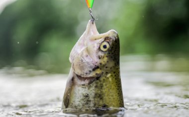 Balık kapana kısıldı. Balık ağzı açık, kancaya tutun. Yem kaşığı balıkçılık aksesuarı. Kaçak avlanma kurbanı. Kancada. Alabalık yakalandı. Balık kancası ya da balık kancası ağıza saplanarak yakalamak için bir araçtır.