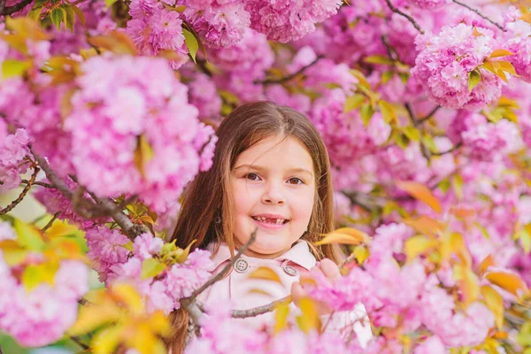 Allergi botemedel. Barn njuter av livet utan allergi. Sniffande blommor. Bli av med säsongsbunden allergi. Flicka njuter av blommig doft. Pollen allergi koncept. Grabben på rosa blommor sakura träd bakgrund — Stockfoto