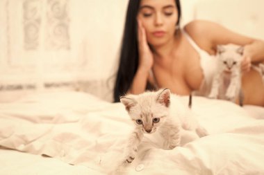 Yatakta kediyle oynuyor. Neşeli evcil hayvan. Kedi ve bayan. Kitty ile oyna. Çekici güzel kız, sevimli kedilerle rahatlıyor. Kadın mükemmel vücut ve kedi. Seksi manken sevimli kedi yavrusu seçici odaklanma oynar
